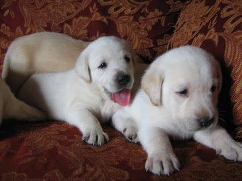 Labrador Retriever Puppies-Registered Breeder